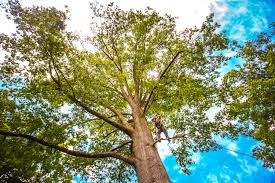 Best Tree Maintenance Programs  in Point Pleasant Beach, NJ