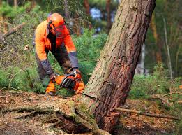 Trusted Point Pleasant Beach, NJ Tree Services Experts