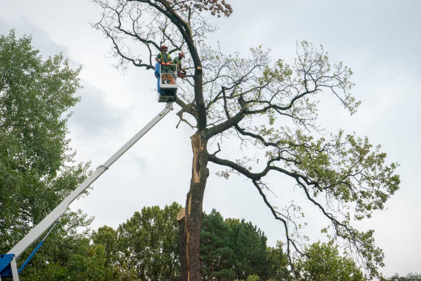 Best Weed Control  in Point Pleasant Beach, NJ