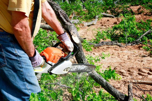 Best Tree Cabling and Bracing  in Point Pleasant Beach, NJ